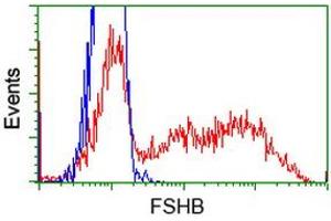 HEK293T cells transfected with either RC214616 overexpress plasmid (Red) or empty vector control plasmid (Blue) were immunostained by anti-FSHB antibody (ABIN2453054), and then analyzed by flow cytometry. (FSHB antibody)