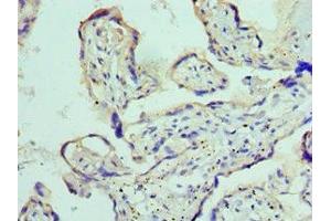 Immunohistochemistry of paraffin-embedded human placenta tissue using ABIN7150066 at dilution of 1:100 (ADAM9 antibody  (AA 475-685))