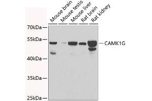 Western blot analysis of extracts of various cell lines, using CG antibody  at 1:1000 dilution.