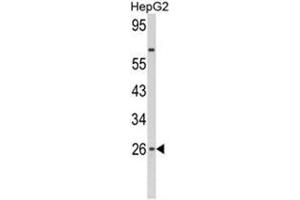 Western blot analysis of IFNB1 Antibody (N-term) in HepG2 cell line lysates (35ug/lane).