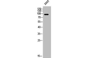 Western Blot analysis of 293T cells using PSD-95 Polyclonal Antibody (DLG4 antibody)