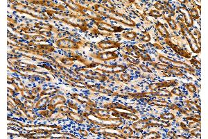 ABIN6257193 and ABIN6275124 at 1/100 staining Mouse kidney tissue by IHC-P. (Fibulin 5 antibody  (C-Term))