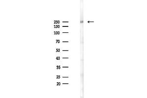 anti-Spectrin Beta, Non-Erythrocytic 1 (SPTBN1) (N-Term) antibody