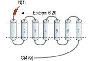 Representative domain view of the target of ABIN7885391.