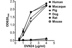 ELISA binding of human, macaque, pig, dog, mouse, and rat FcRn toward DVN24 at pH 7. (FcRn antibody)