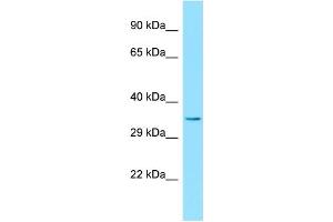 WB Suggested Anti-ERI3 Antibody Titration: 1. (ERI3 antibody  (C-Term))