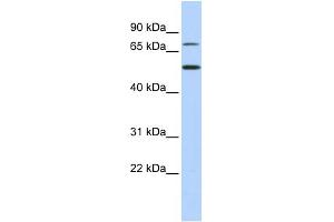 WB Suggested Anti-TBX3 Antibody Titration:  0. (TBX3 antibody  (Middle Region))