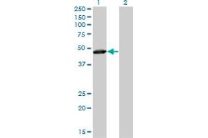 Western Blot analysis of TAF7 expression in transfected 293T cell line by TAF7 monoclonal antibody (M01), clone 2C5. (TAF7 antibody  (AA 130-224))