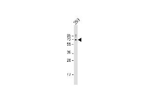 Anti-PK2 Antibody (Center) at 1:1000 dilution + 293 whole cell lysate Lysates/proteins at 20 μg per lane. (PRKAA2 antibody  (AA 265-294))