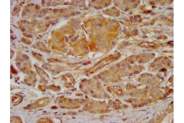 GRPR antibody  (AA 326-384)