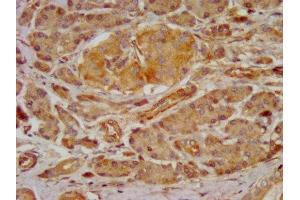 IHC image of ABIN7153683 diluted at 1:300 and staining in paraffin-embedded human pancreatic tissue performed on a Leica BondTM system. (GRPR antibody  (AA 326-384))