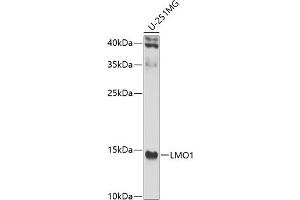 Western blot analysis of extracts of U-251MG cells, using LMO1 antibody (ABIN6129409, ABIN6143270, ABIN6143271 and ABIN6223469) at 1:1000 dilution. (LMO1 antibody  (AA 1-156))