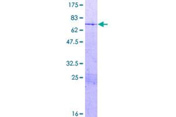 HMG20A Protein (AA 1-347) (GST tag)
