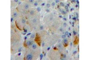 Used in DAB staining on fromalin fixed paraffin-embedded Liver tissue (Protocadherin 1 antibody  (AA 575-812))