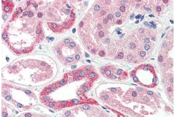 Cell Adhesion Molecule 4 antibody  (Internal Region)