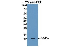 Western Blotting (WB) image for anti-Solute Carrier Family 30 (Zinc Transporter), Member 8 (SLC30A8) (AA 1-80) antibody (ABIN1860570) (SLC30A8 antibody  (AA 1-80))
