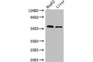 Western Blot Positive WB detected in: HepG2 whole cell lysate, Mouse liver tissue All lanes: SCARB2 antibody at 3 μg/mL Secondary Goat polyclonal to rabbit IgG at 1/50000 dilution Predicted band size: 55, 38 kDa Observed band size: 55 kDa (SCARB2 antibody  (AA 47-128))