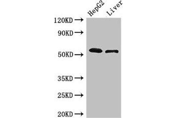 SCARB2 Antikörper  (AA 47-128)