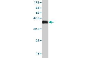 Western Blotting (WB) image for anti-Potassium Voltage-Gated Channel, KQT-Like Subfamily, Member 4 (KCNQ4) (AA 596-695) antibody (ABIN563951)