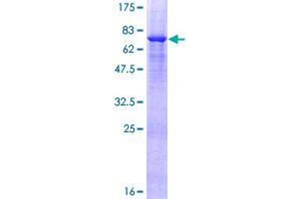 VPS36 Protein (AA 1-386) (GST tag)