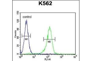 AHCY Antibody (N-term) (ABIN655151 and ABIN2844771) flow cytometric analysis of K562 cells (right histogram) compared to a negative control cell (left histogram).