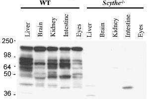 Anti-Mouse Scythe/BAT3 Antibody - Western Blot. (BAT3 antibody  (C-Term))