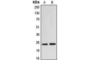 Western blot analysis of EIF4E expression in HEK293T (A), NIH3T3 (B) whole cell lysates.