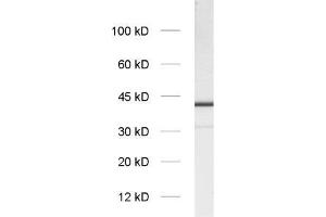 dilution: 1 : 1000, sample: synaptic vesicle fraction of rat brain (LP2)