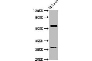 Western Blot Positive WB detected in: Mouse spleen tissue All lanes: ACD antibody at 4 μg/mL Secondary Goat polyclonal to rabbit IgG at 1/50000 dilution Predicted band size: 58 kDa Observed band size: 58 kDa (ACD antibody  (AA 328-497))