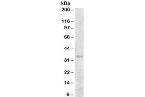 Western blot testing of human kidney lysate with PEX26 antibody at 0. (PEX26 antibody)