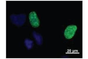 Localization of human GTF2IRD1 in HeLa cells. (GTF2IRD1 antibody)