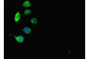 Immunofluorescent analysis of A549 cells using ABIN7172088 at dilution of 1:100 and Alexa Fluor 488-congugated AffiniPure Goat Anti-Rabbit IgG(H+L) (MPL antibody  (AA 26-491))
