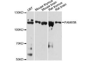 Western blot analysis of extracts of various cell lines, using FAM65B antibody.