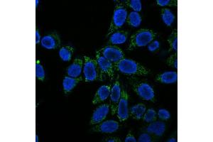 Immunofluorescence Analysis of HeLa cells labeling Cytochrome c with Cytochrome C Monoclonal Antibody (CTC05) conjugated with CF555 (Green).
