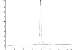 The purity of Mouse TIMP1 is greater than 95 % as determined by SEC-HPLC. (TIMP1 Protein (AA 25-205) (Fc Tag))
