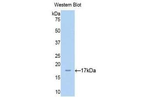 Western Blotting (WB) image for anti-Chromogranin A (CHGA) (AA 15-148) antibody (ABIN1174343) (Chromogranin A antibody  (AA 15-148))
