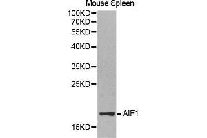 Western Blotting (WB) image for anti-Ionized Calcium-binding Adapter Molecule 1 (IBA1) (AA 1-147) antibody (ABIN3022077) (Iba1 antibody  (AA 1-147))