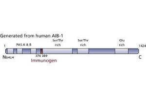 Image no. 3 for anti-Nuclear Receptor Coactivator 3 (NCOA3) (AA 376-389) antibody (ABIN968368) (NCOA3 antibody  (AA 376-389))