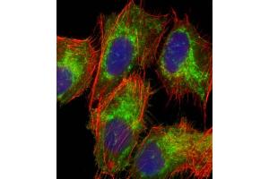 Immunofluorescent analysis of 4 % paraformaldehyde-fixed, 0. (TOMM40 antibody  (AA 22-56))
