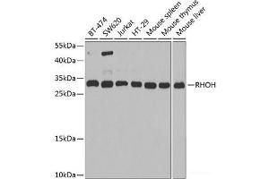 Western blot analysis of extracts of various cell lines using RHOH Polyclonal Antibody at dilution of 1:1000. (RHOH antibody)