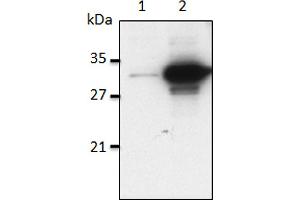 Mouse IL-1α is detected by immunoblotting using anti-IL-1α (mouse), mAb (Bamboo-1) . (IL1A antibody)