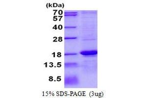 Image no. 1 for Aspartic Peptidase, Retroviral-Like 1 (ASPRV1) protein (His tag) (ABIN1098429) (ASPRV1 Protein (His tag))