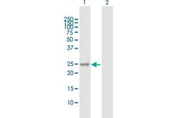 TMED6 antibody  (AA 1-240)