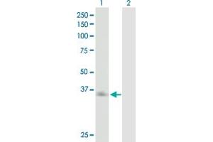 Western Blot analysis of ASGR2 expression in transfected 293T cell line by ASGR2 MaxPab polyclonal antibody. (Asialoglycoprotein Receptor 2 antibody  (AA 1-287))