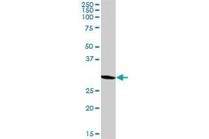 MRPL1 MaxPab polyclonal antibody. (MRPL1 antibody  (AA 1-303))