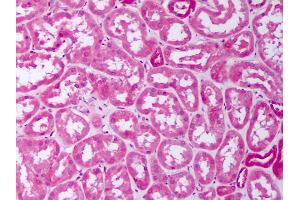 Anti-BMP7 antibody IHC of human kidney, tubules. (BMP7 antibody  (AA 315-431))
