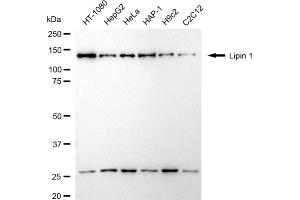 anti-Lipin 1 (LPIN1) antibody
