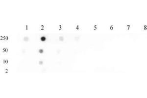 Histone H4 monomethyl Lys31 pAb tested by dot blot analysis. (Histone H4 antibody  (meLys31))