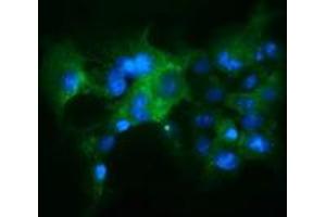 Anti-KEAP1 mouse monoclonal antibody (ABIN2453919) immunofluorescent staining of COS7 cells transiently transfected by pCMV6-ENTRY KEAP1 (RC202189). (KEAP1 antibody)