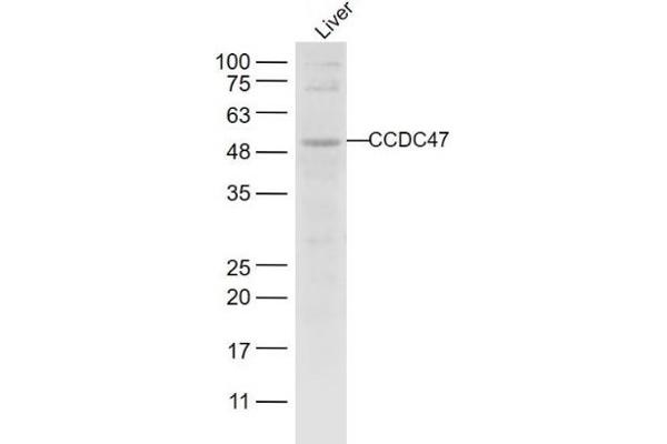 CCDC47 antibody  (AA 375-483)